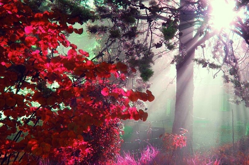 Red-leafed Tree in Forest — Red, Serene, Morning