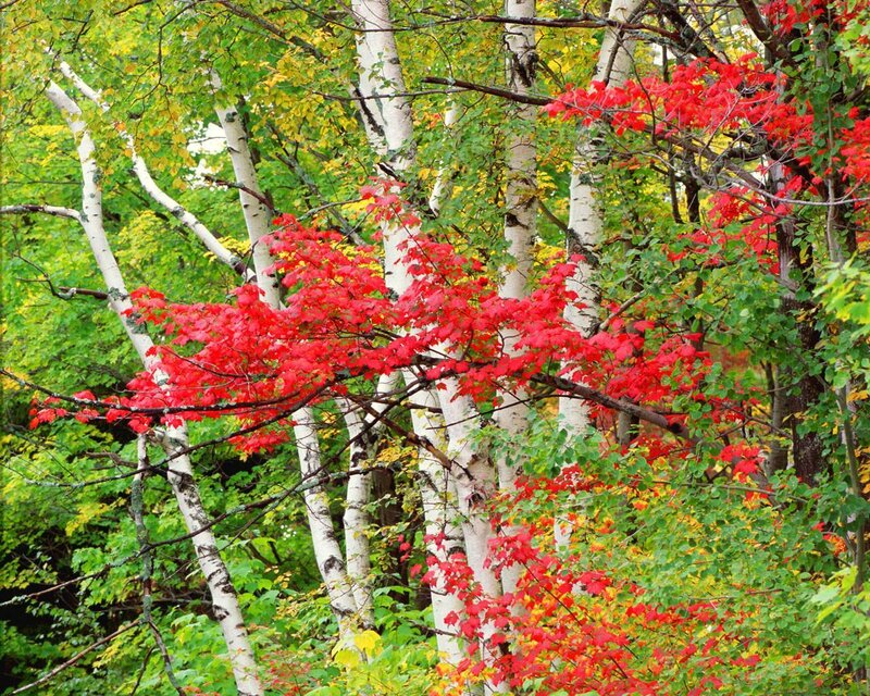 Red-leafed Tree in Forest — Red