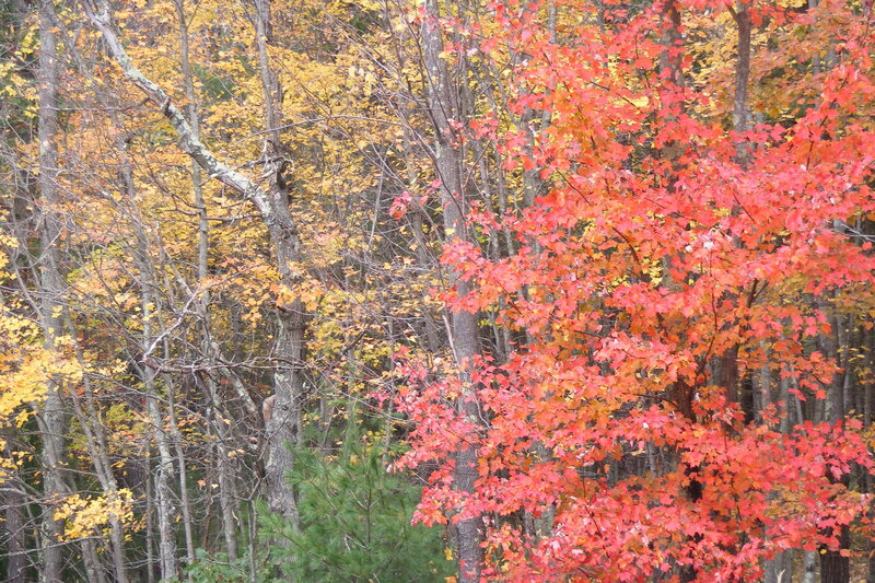 Red-leafed Tree in Forest