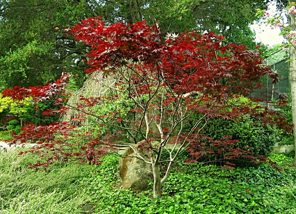 Red-leafed tree in garden