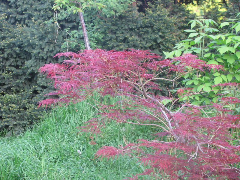 Red-leafed tree in garden
