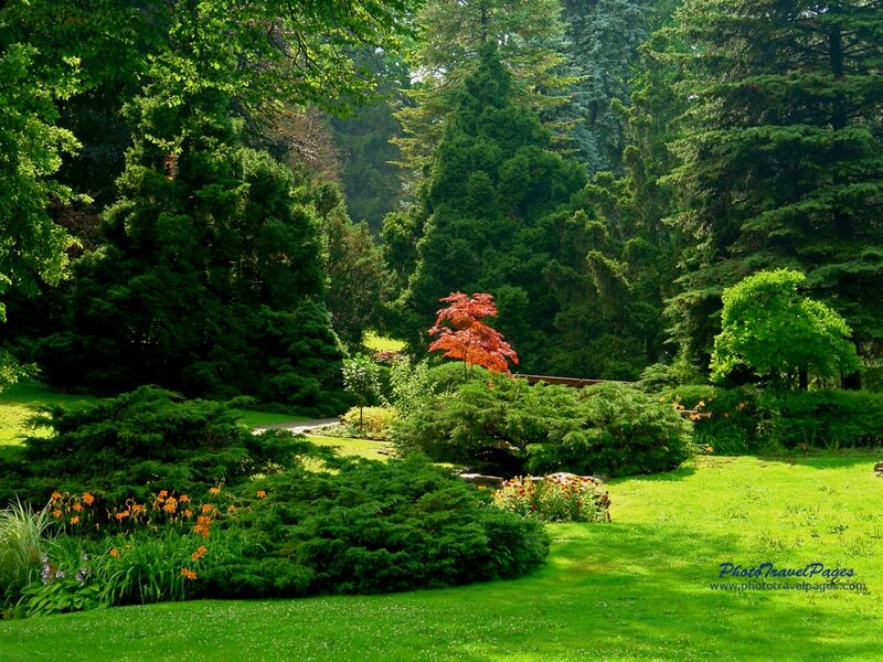 Red-leafed Tree in Garden — Green, Serene, Afternoon
