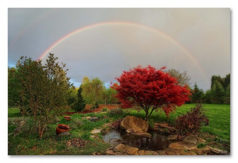 Red-leafed Tree in Garden — Green, Serene