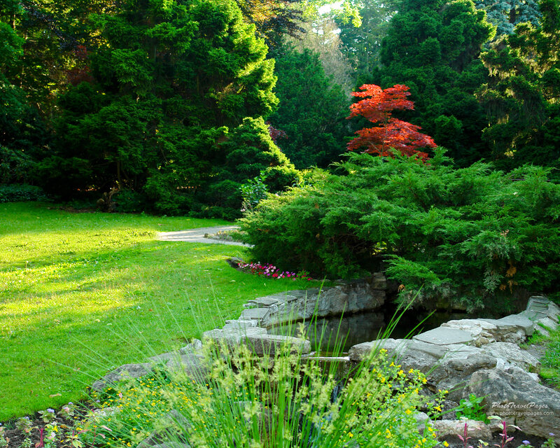 Red-leafed Tree in Garden — Green