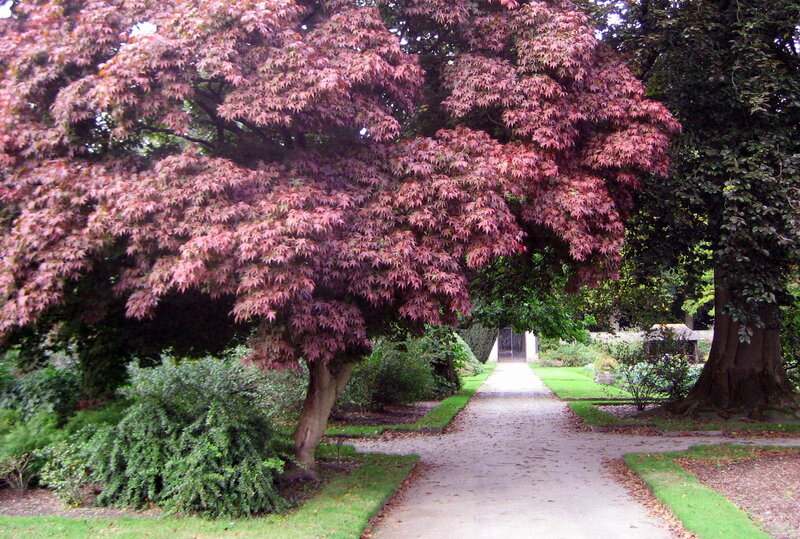 Red-leafed Tree in Garden — Purple