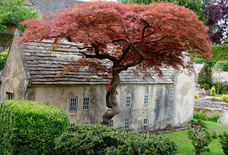 Red-leafed Tree in Garden — Red, Serene, Afternoon