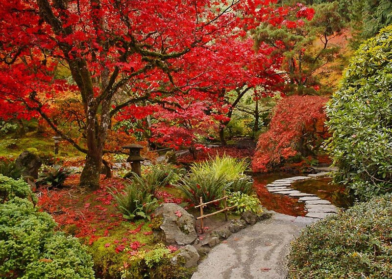 Red-leafed Tree in Garden — Red, Serene, Autumn, Photograph