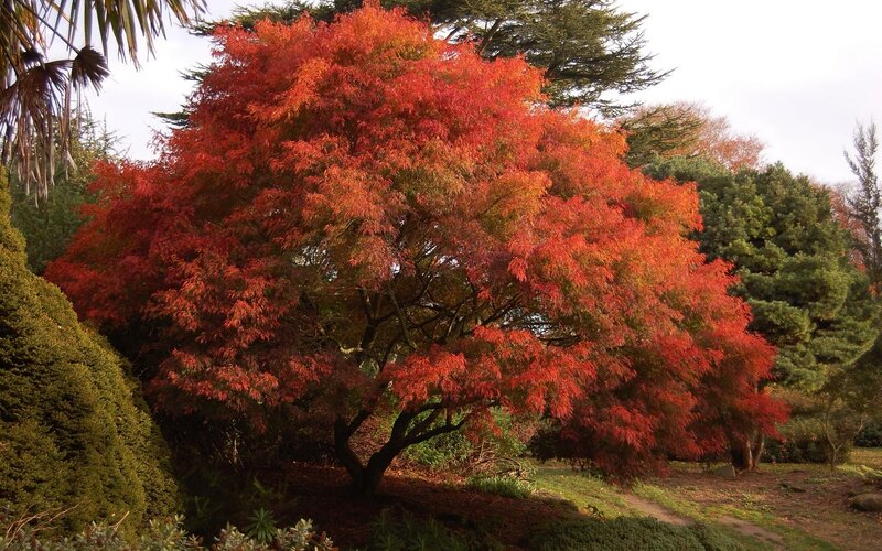 Red-leafed Tree in Garden — Red, Serene, Autumn, Photograph, Trees