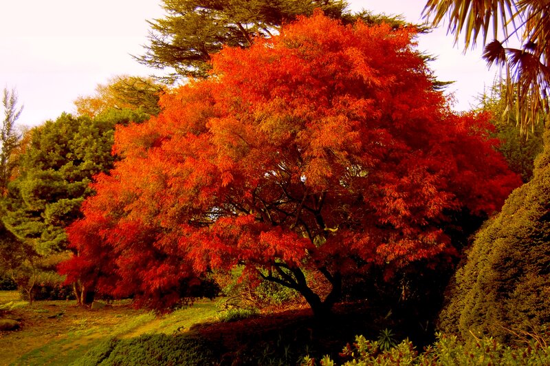 Red-leafed Tree in Garden — Red, Serene, Autumn
