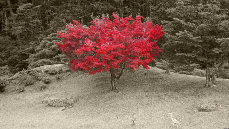 Red-leafed Tree in Garden — Red, Serene