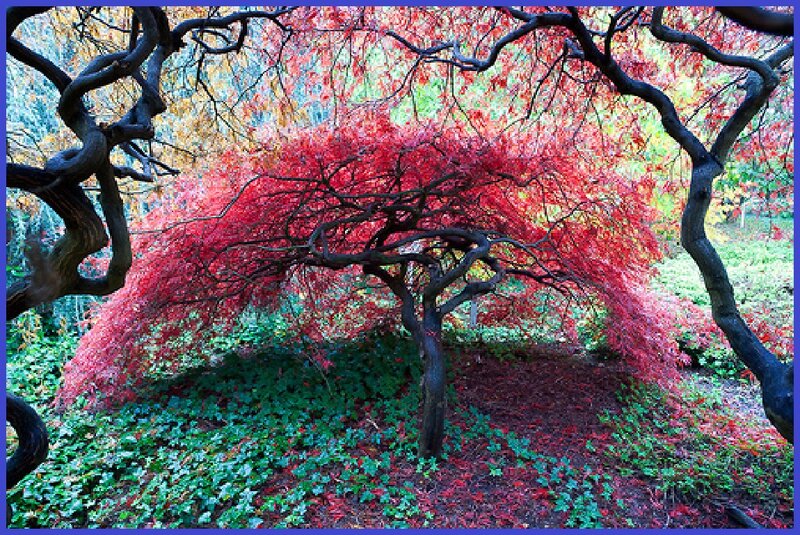Red-leafed Tree in Garden — Red