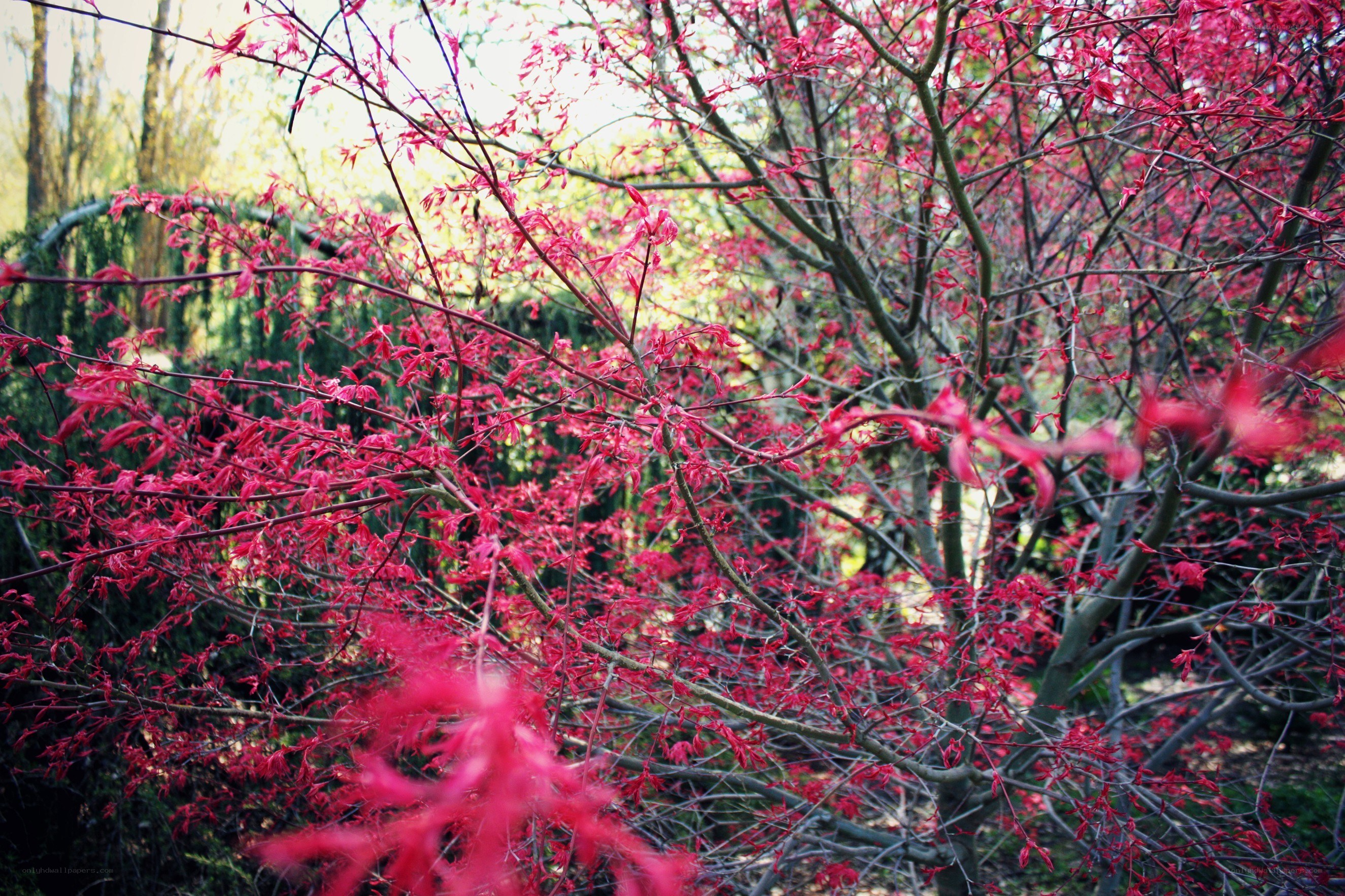 Red-leafed tree in garden