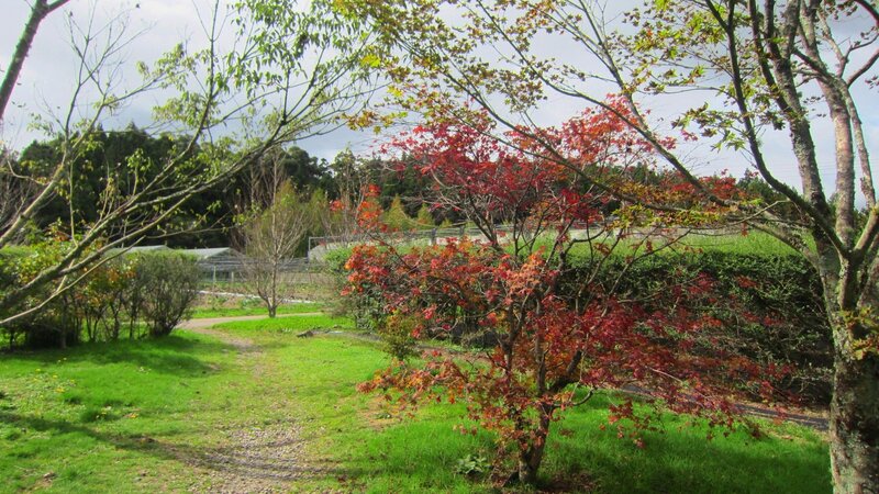 Red-leafed Tree in Park — Green, Serene