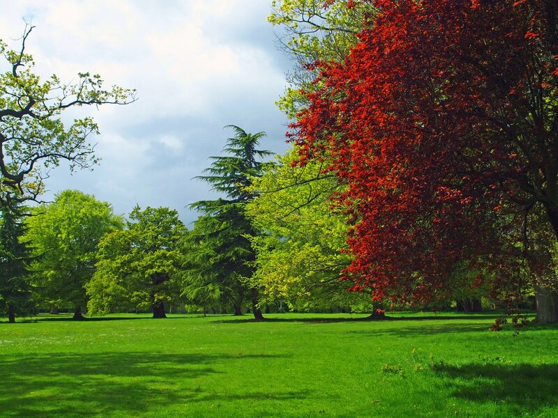 Red-leafed Tree in Park — Green