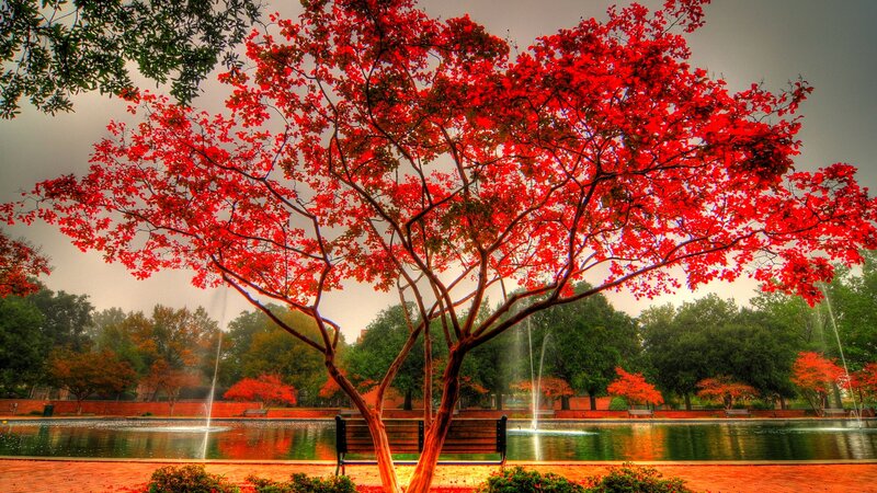 Red-leafed Tree in Park — Red, Dramatic, Autumn, Photograph