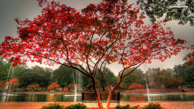 Red-leafed Tree in Park — Red, Dramatic, Autumn