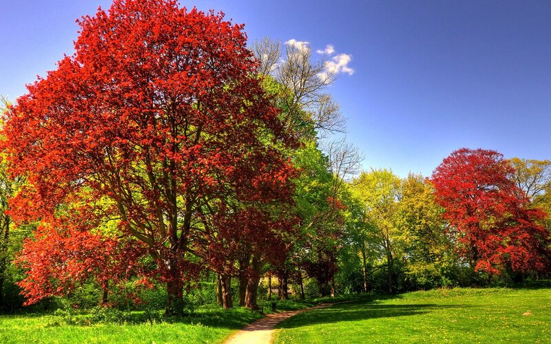 Red-leafed Tree in Park — Red, Serene, Afternoon