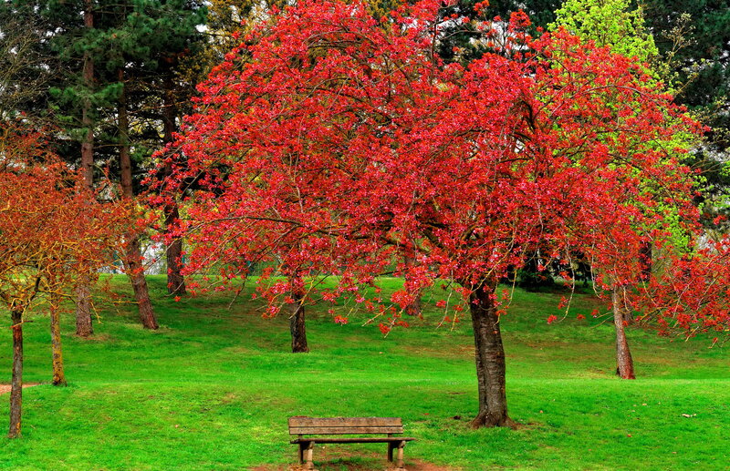 Red-leafed Tree in Park — Red, Serene, Autumn, Photograph, Bench