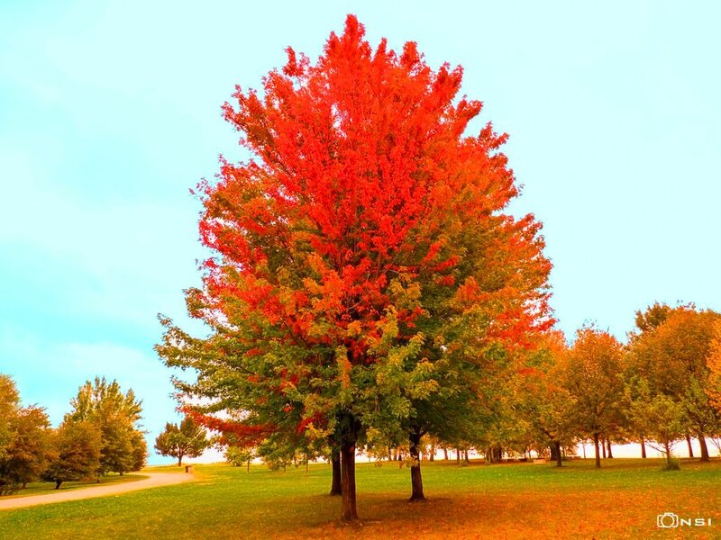 Red-leafed Tree in Park — Red, Serene, Autumn, Photograph, Grass, Path