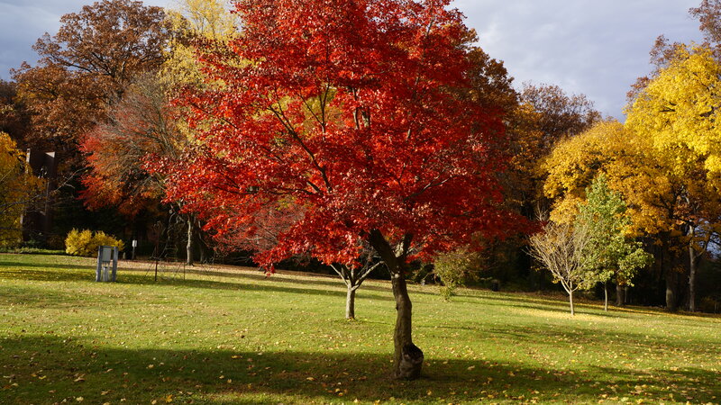 Red-leafed Tree in Park — Red, Serene, Autumn, Photograph, Grass