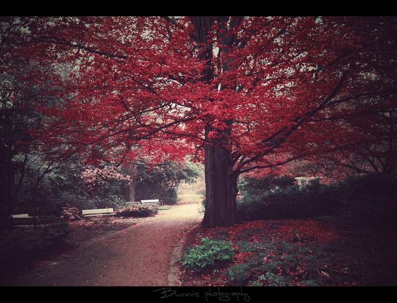 Red-leafed Tree in Park — Red, Serene, Autumn, Photograph, Path