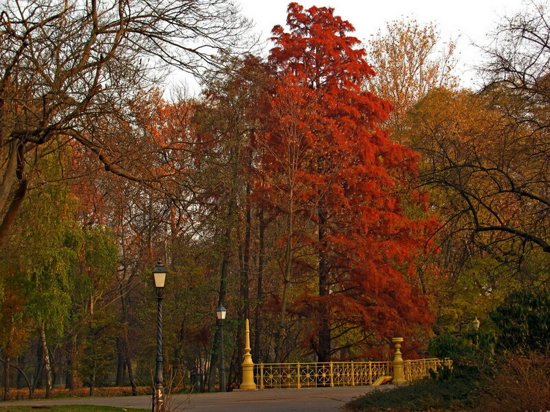 Red-leafed Tree in Park — Red, Serene, Autumn, Photograph
