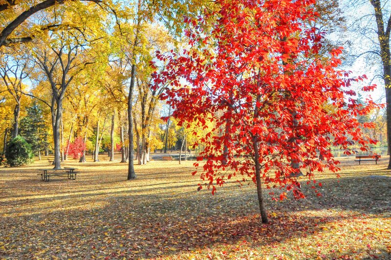 Red-leafed Tree in Park — Red, Serene, Autumn, Photograph, Trees, Bench