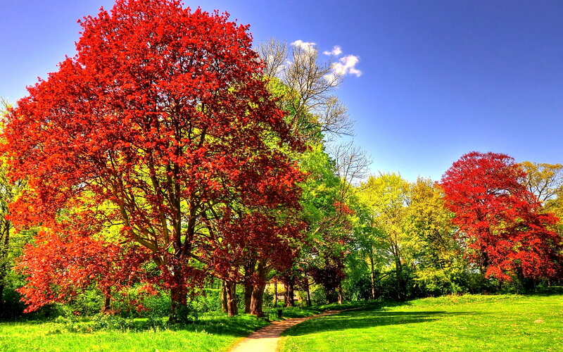 Red-leafed Tree in Park — Red, Serene, Autumn, Photograph, Trees, Path