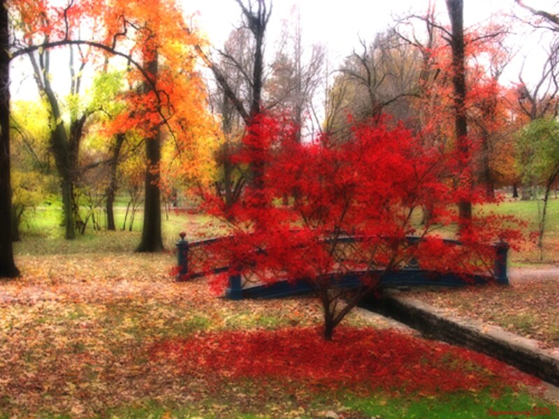 Red-leafed Tree in Park — Red, Serene, Autumn, Photograph, Trees