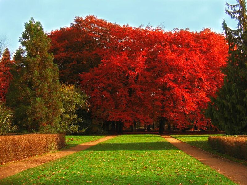 Red-leafed Tree in Park — Red, Serene, Autumn