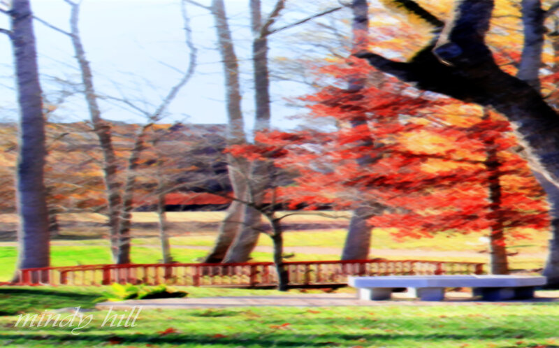 Red-leafed Tree in Park — Red, Serene