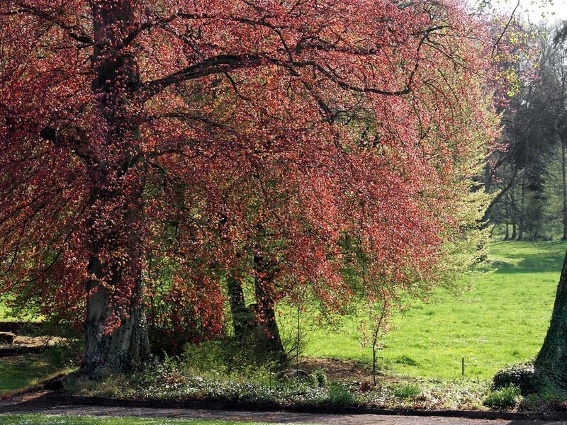 Red-leafed tree in park