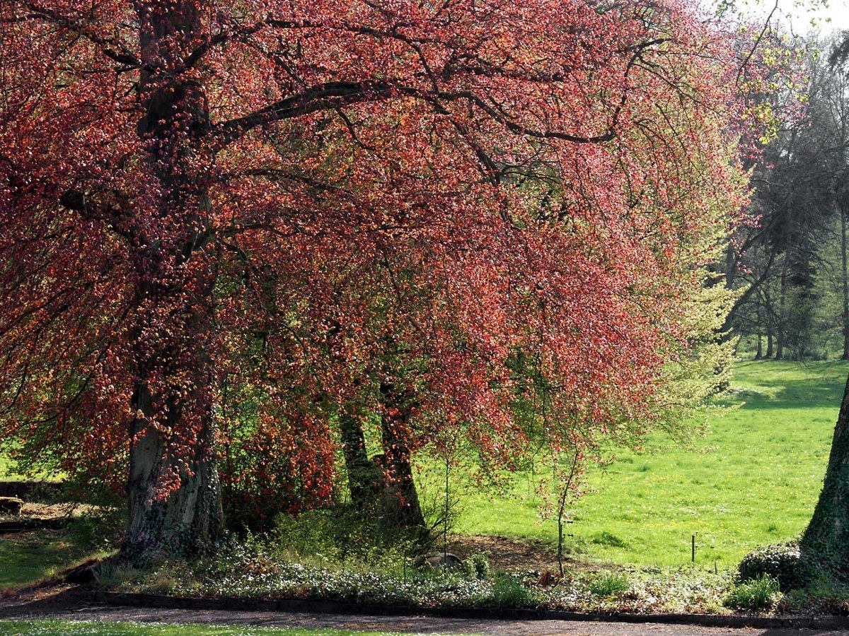 Red-leafed tree in park
