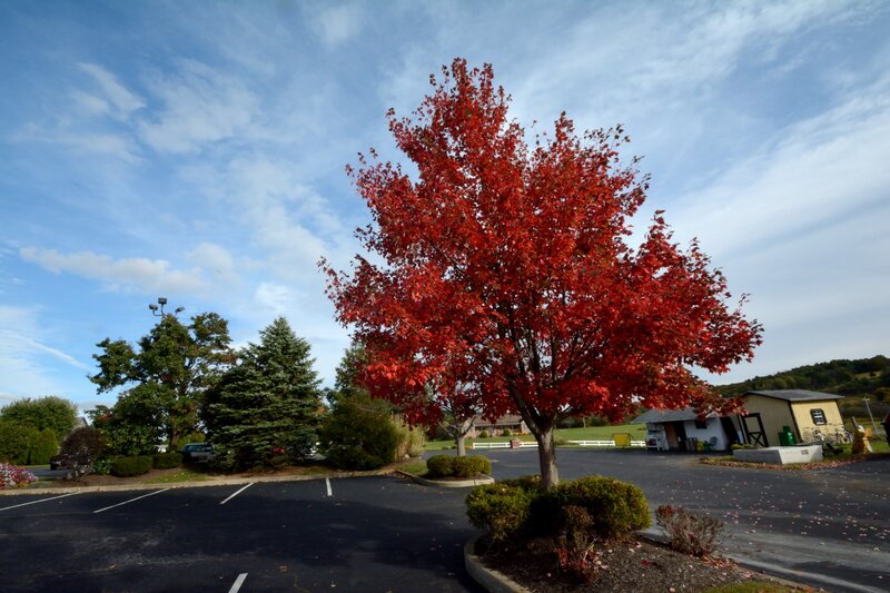 Red-leafed Tree in Parking Lot