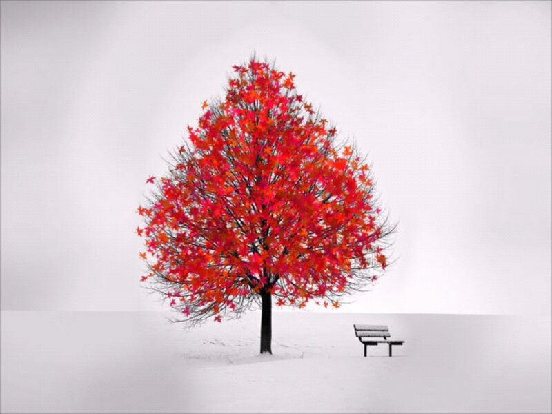 Red-leafed Tree in Snow — Red, Serene