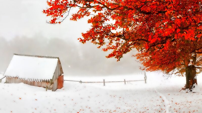 Red-leafed Tree in Snow — Red
