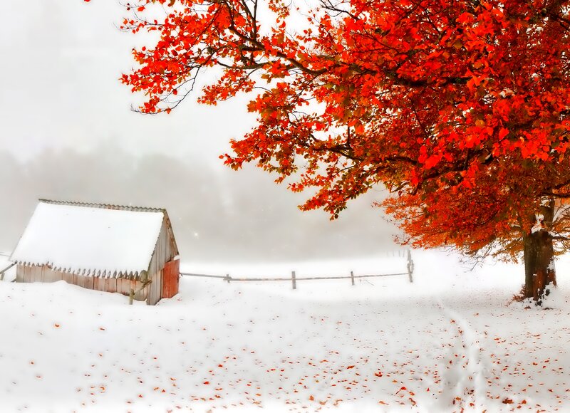 Red-leafed Tree in Snow