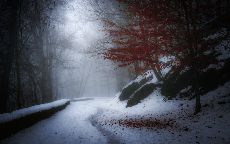 Red-leafed Tree in Snow — White, Misty