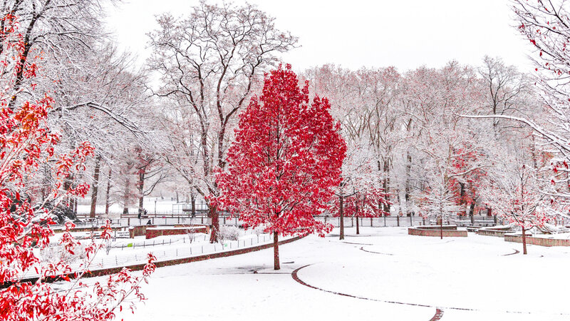 Red-leafed Tree in Snow — White, Serene