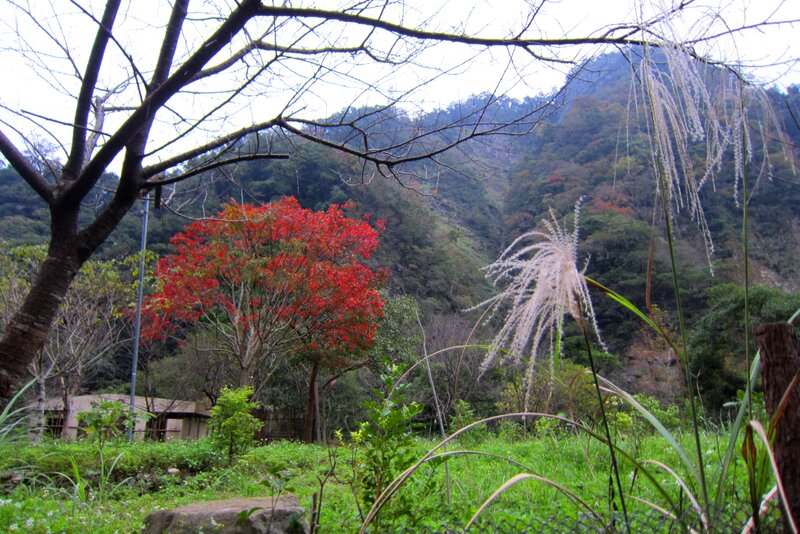 Red-leafed Tree in Valley
