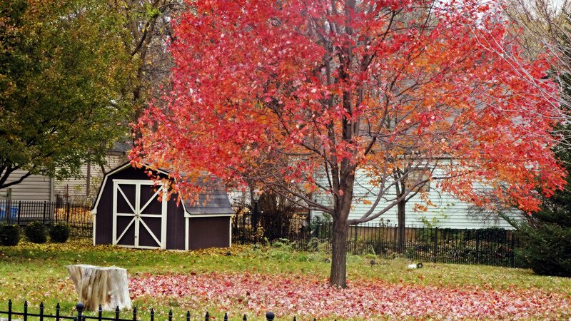 Red-leafed Tree in Yard — Red, Serene