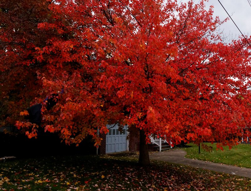 Red-leafed Tree in Yard — Red