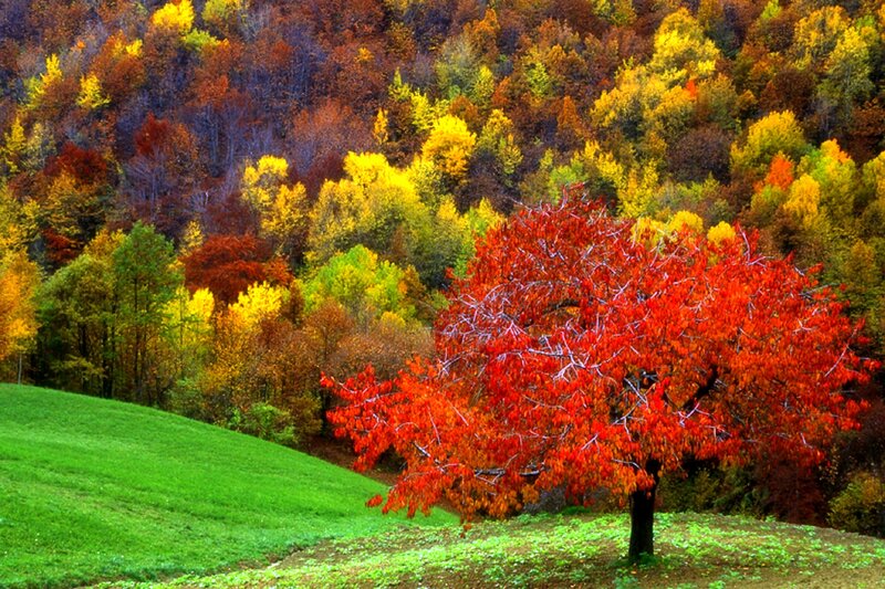 Red-leafed Tree on Hill — Red, Serene