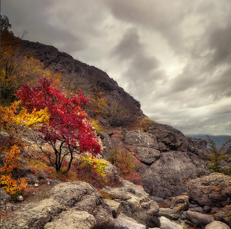 Red-leafed Tree on Hillside