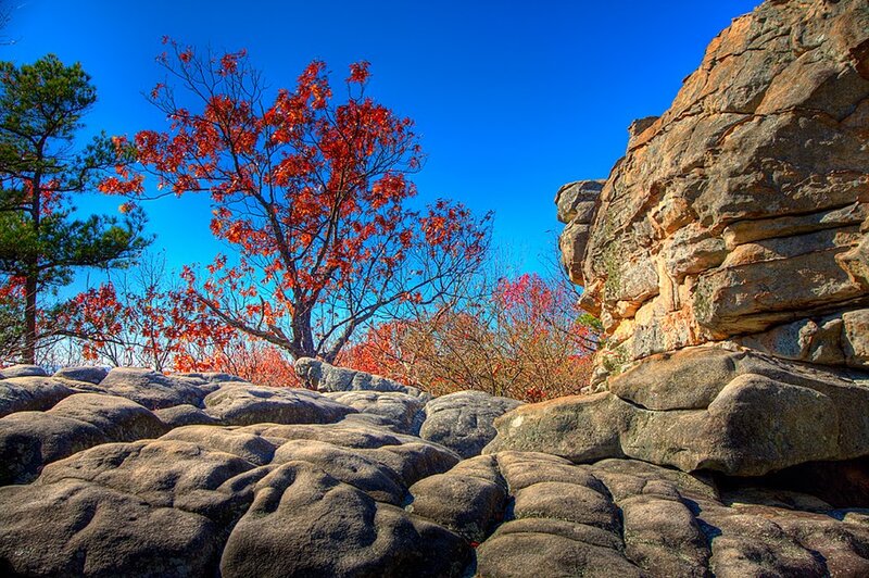 Red-leafed Tree on Rocks