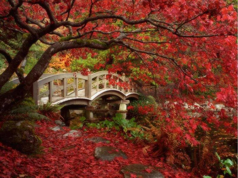 Red-leafed Tree over Bridge — Red, Serene, Autumn, Photograph, Fallen Leaves, River