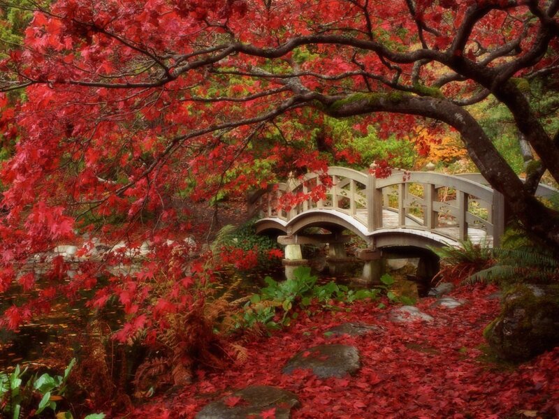 Red-leafed Tree over Bridge — Red, Serene, Autumn, Photograph, Pond, Fallen Leaves, Ferns