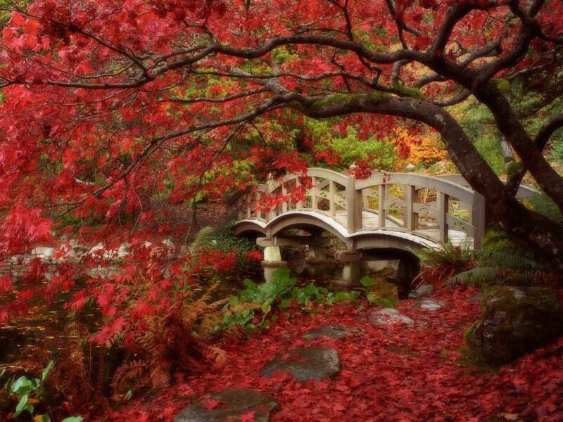 Red-leafed Tree over Bridge — Red, Serene, Autumn, Photograph, Pond