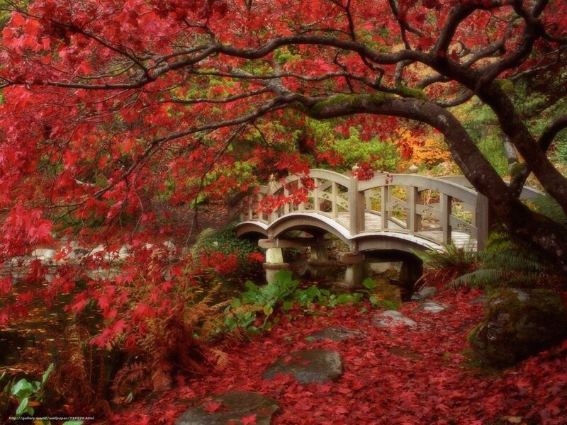 Red-leafed Tree over Bridge — Red, Serene, Autumn