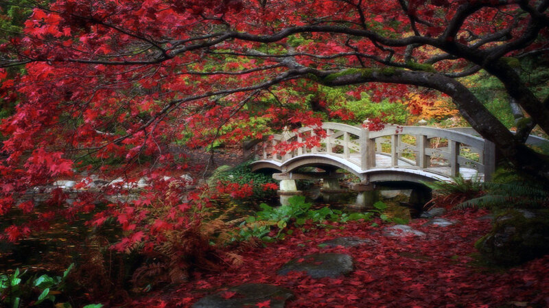 Red-leafed Tree over Bridge — Red, Serene